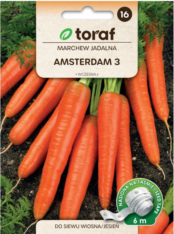 Toraf Marchew Jadalna Amsterdam nasiona na taśmie 6m sklep rajogrodnika